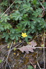fresh leaves and flower of Potentilla reptans plant.