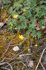 fresh leaves and flower of Potentilla reptans plant.