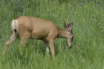 Mule deer in meadow eating flowers