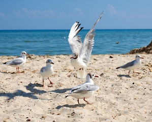 big white sea gulls on the sandy coast of the Black Sea