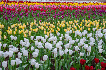 Fototapeta premium field of tulips