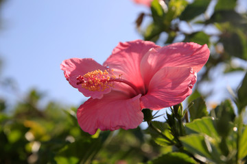 Hibiskus, Eibisch Pflanze mit Blüte Malvengewächs © Aggi Schmid