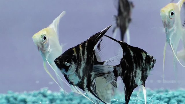 Pterophyllum scalare pesce Angelo.