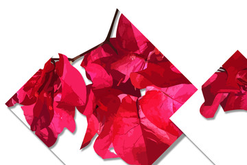 leaf illustrations, in full color, for templates and backgrounds, and covers. for design elements