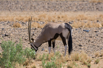 Oryx Antilope in Sossusvlei
