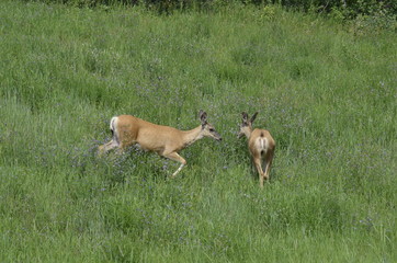Fototapeta na wymiar Mule deer in meadow eating flowers
