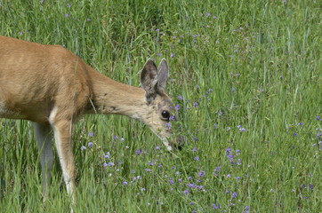 Mule deer in meadow eating flowers