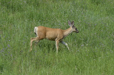 Mule deer in meadow eating flowers