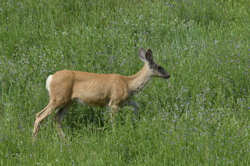 Mule deer in meadow eating flowers