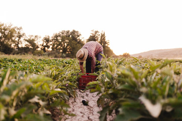 Fototapeta premium Young farmer man with hat working in his field