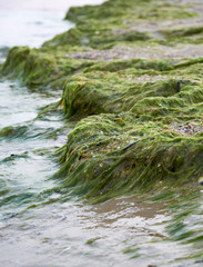 sandy seashore with green algae after a storm,