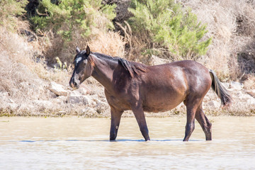 wild horses