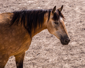 wild horses