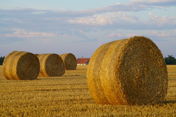 Paysage Campagne 545