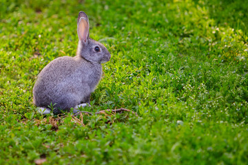 Cute grey Bunny sitting in the grass