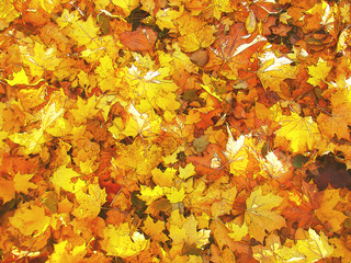 Naklejka na ściany i meble background of bright autumn leaves lying on the ground.