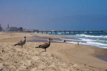 Möwen in Swakopmund mitJetti im Hintergrund
