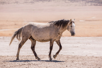 Fototapeta na wymiar wild horses