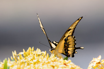 A Giant Swallowtail butterfly feeding on an Ixora hedge.