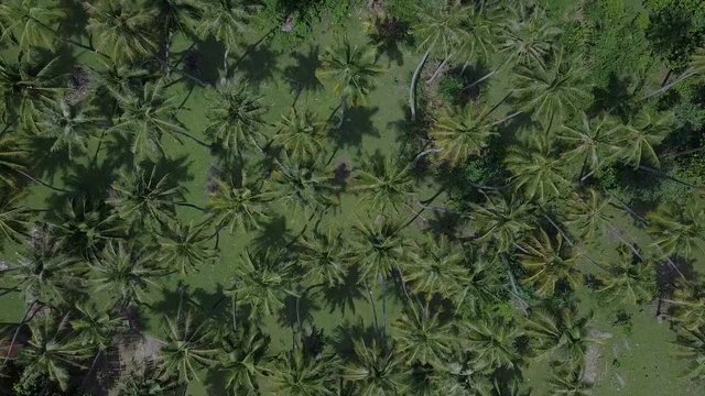Top view of beautiful coconut trees pattern in tropical island