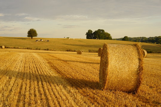 Paysage Campagne 556