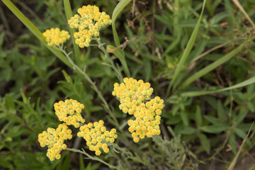 Helichrysum arenarium, dwarf everlast, immortelle yellow flowers