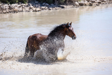 wild horses