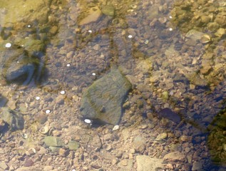 A close view of the rocks and stones in the clear water.