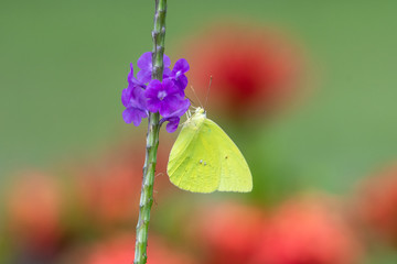 A Cloudless Sulphur butterfly feeding on a single purple Vervain flower.