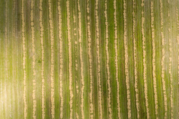 farm field, view from above