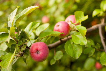 Obraz premium Red apples on apple tree branch