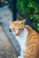 Close-up of cute kitten wandering on outdoor pavement
