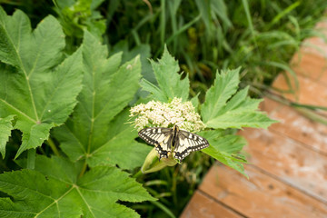 Small colorful butterfly on a white blossom next to the wooden trail in the Valley of Geysers, Kronotsky Nature Reserve, Kamchatka Peninsula, Russian far east. Green wide leave foliage around it.