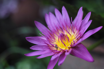Purple and yellow lotus image as a gentle nature.