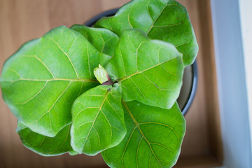A Fiddle Leaf Fig or Ficus lyrata pot plant with large, green, shiny leaves planted in a black pot sitting on a light timber floor isolated on a bright, white background.