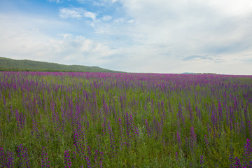 Fototapeta na wymiar Landscape: field of flowering Ivan-tea under the blue sky