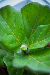 A Fiddle Leaf Fig or Ficus lyrata pot plant with large, green, shiny leaves planted in a black pot sitting on a light timber floor isolated on a bright, white background.