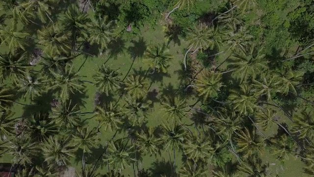 Top view of beautiful coconut trees pattern in tropical island