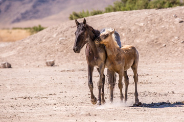 wild horses