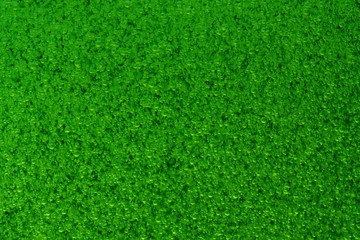 Closeup bubbles in oil do In Green full color