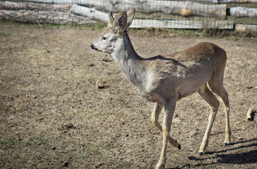 Close-up of baby deer fawn on rural countryside farm