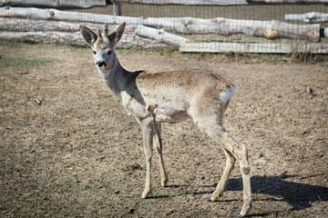 Close-up of baby deer fawn on rural countryside farm ranch