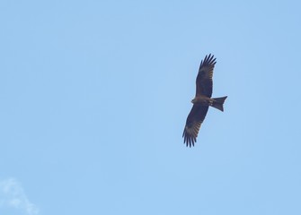 bald eagle in flight