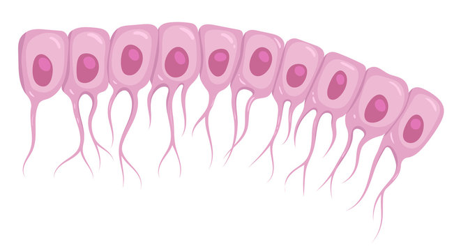 Vector illustration of ependymal cells, a type of glial cell. Ependymocytes