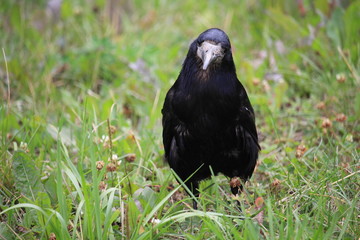 Surprised black Raven