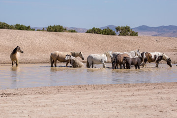 wild horses