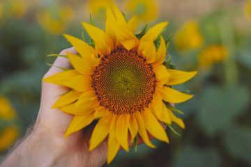 Sunflower in the men hand