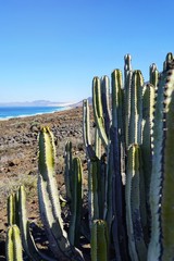 Kaktus am Meer | Fuerteventura
