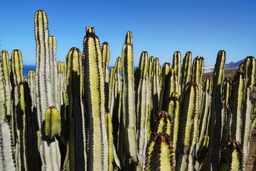 Kaktus auf Fuerteventura 
