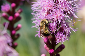 Bumble bee gathers nectar from purple prairie blazing star wildflower